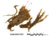 藏品(曲尾苔屬)的圖片